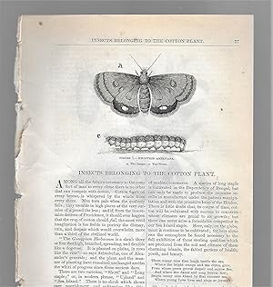 Immagine del venditore per Insects Belonging To The Cotton Plant venduto da Legacy Books II