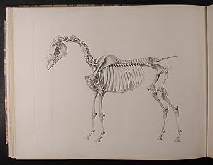 Seller image for The Anatomy of the Horse: Including a Particular Description of the Bones, Cartilages, Muscles, Fascias. Ligaments, Nerves, Arteries, Veins, and Glands for sale by Donald A. Heald Rare Books (ABAA)