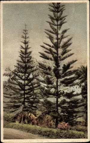 Ansichtskarte / Postkarte Araucaria ambricata, Schuppentanne, Afrikanischer Tannenbaum
