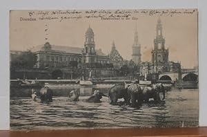 Ansichtskarte AK Dresden. Elefantenbad in der Elbe