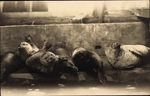 Bild des Verkufers fr Foto Ansichtskarte / Postkarte Robben, Seehunde in einem Gehege in Bsum zum Verkauf von akpool GmbH