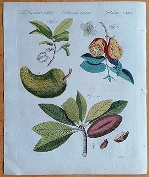 Bild des Verkufers fr American Fruit Guajava Ammona - Original Print from Bertuch - 1790 zum Verkauf von raremapexchange