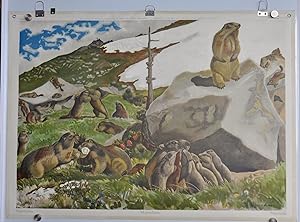 Bild des Verkufers fr Schulwandbild Nr. 7 Murmeltiere von Robert Hainard 1936, Druck Trb Aarau zum Verkauf von sammelbecken, br