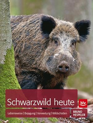 Schwarzwild heute Lebensweise Bejagung Verwertung Wildschäden