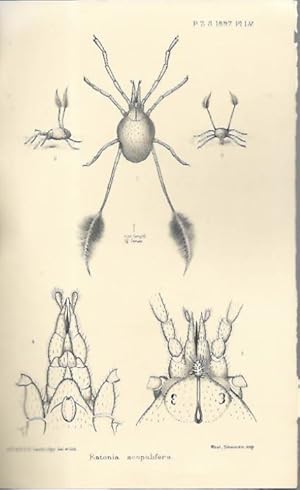 Bild des Verkufers fr On a new genus and species of Acaridea zum Verkauf von PEMBERLEY NATURAL HISTORY BOOKS BA, ABA