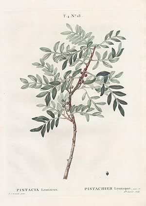 Seller image for Pistacia lentiscus / Pistachier lentisque. T. 4. No. 18" - Pistazien Pistazienbaum Pistachio / Botanik botanical botany / Pomologie pomology for sale by Antiquariat Steffen Vlkel GmbH