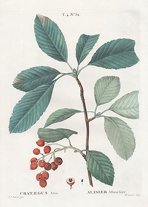 Seller image for Crataegus aria / Alisier allouchier. T. 4. No. 34" - Whitebeam tree / Botanik botanical botany for sale by Antiquariat Steffen Vlkel GmbH