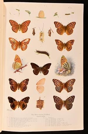 Natural History of British Butterflies