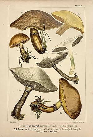 Image du vendeur pour Boletus Flavus. Boletus Viscidus mis en vente par Argosy Book Store, ABAA, ILAB