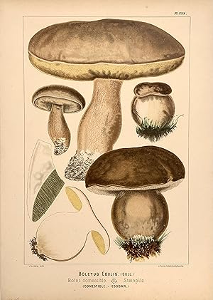 Image du vendeur pour Boletus Edulis mis en vente par Argosy Book Store, ABAA, ILAB