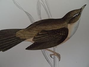 Great Sedge Warbler. (Großer Schilfrohrsänger). Kolorierter Holzstich von Alexander Francis Lydon...