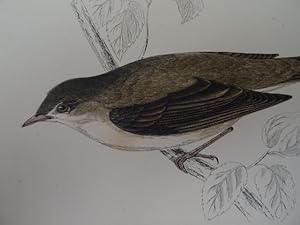 Garden Warbler. (Gartengrasmücke). Kolorierter Holzstich von Alexander Francis Lydon aus: Morris....