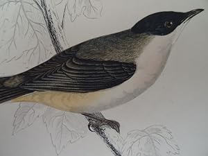 Orphean Warbler. (Orpheusgrasmücke). Kolorierter Holzstich von Alexander Francis Lydon aus: Morri...