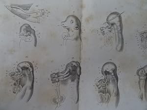 (Hrsg.). Archiv für Anatomie, Physiologie und wissenschaftliche Medicin. Jahrgang 1837. Heft II. ...