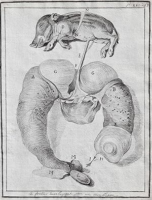 "Le foetus enveloppée par un membrane" - wild boar Wildschwein Schwein Suckling pig Spanferkel / ...