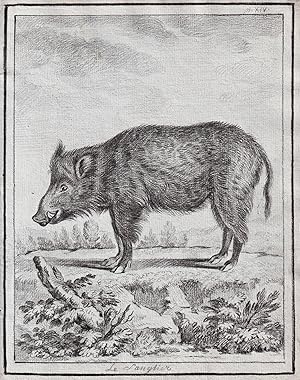 "Le Sanglier" - wild boar Wildschwein / Tiere animals animaux