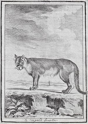 "Le Cougard femelle" - Puma Cougar Raubkatze Katze big cat Raubtier predator / Tiere animals animaux