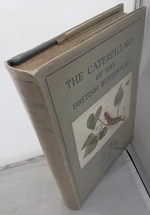 Seller image for The Caterpillars of the British Butterflies including The Eggs, Chrysalids and Food Plants. Based Upon "The Butterflies of the British Isles" by Richard South, F.R.E.S. Compiled by W.J. Stokoe. Edited and with Special Articles by G.H.T. Stovin. With 348 Illustrations sixty-eight of which are in full colour from drawings by J.C. Dollman, R.W.S. for sale by Addyman Books