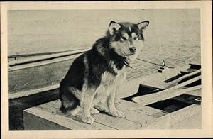 Seller image for Ansichtskarte / Postkarte Alaska, Polarhund, Schlittenhund for sale by akpool GmbH