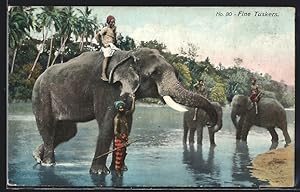 Bild des Verkufers fr Ansichtskarte Fine tuskers, Arbeits-Elefanten am Wasser zum Verkauf von Bartko-Reher