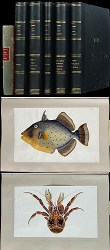 Image du vendeur pour First Zoological Inventory of Polynesia - Noury's Fregate la Sirene  458 Original Illustrations in 5 Volumes, 1 Hand-written Text Volume, and 1 Modern publication of the Manuscript mis en vente par Trillium Antique Prints & Rare Books