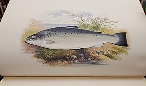 British Fresh-Water Fishes. Illustrated with a coloured figure of each species drawn from nature ...