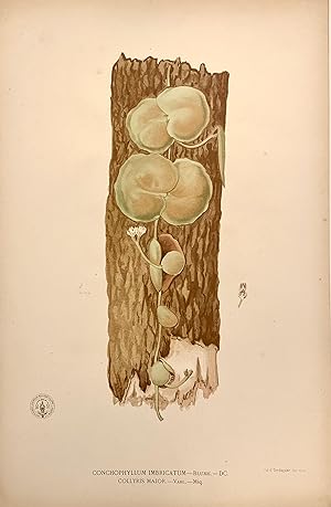 Conchophyllum Imbricatum