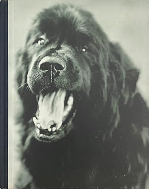 Gentle Giants: A Book of Newfoundlands