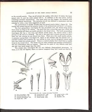 Seller image for Leodicidae Of The West Indian Region for sale by WeBuyBooks