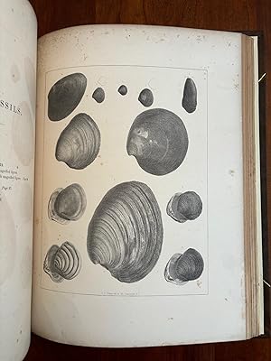Seller image for Pleioscene Fossils of South Carolina. Containing Description and Figures of the Polyparia, Echinodermata and Mollusca for sale by Jim Crotts Rare Books, LLC