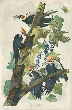 Pileated Woodpecker, Picus Pileatus. Plate 257.