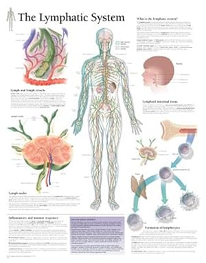 Seller image for Lymphatic System for sale by GreatBookPricesUK