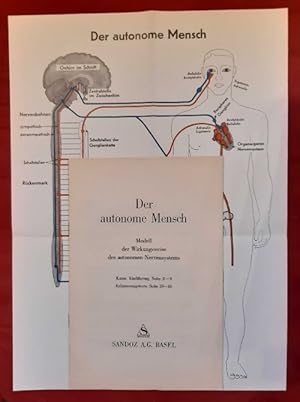 Der autonome Mensch. Modell der Wirkungsweise des autonomen Nervensystems.