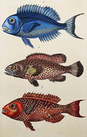 Bild des Verkufers fr Oeuvres. (Tome IX). Histoire naturelle des poissons. Tome V. zum Verkauf von Antiquariat Haufe & Lutz