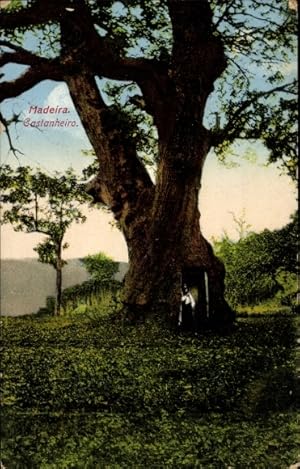 Ansichtskarte / Postkarte Insel Madeira Portugal, Castanneiro, Blick auf einen Baum