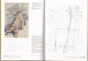 Immagine del venditore per The Artist's Guide to Animal Anatomy: An Illustrated Reference to Drawing Animals [Hardcover] Bammes, Gottfried venduto da Bookmanns UK Based, Family Run Business.