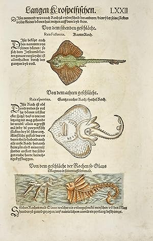 Vogelbuch, Thierbuch, Fischbuch ca. 1563 (reproduction)