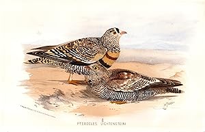 Seller image for "Pterocles Lichtensteini" - Wellenflughuhn Lichtenstein's sandgrouse / V�gel Vogel birds bird for sale by Antiquariat Steffen V�lkel GmbH
