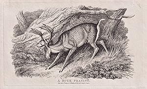 Seller image for A Buck Fraying" - Bock Hirsch deer Hirsche / animals Tiere animaux / Zoologie for sale by Antiquariat Steffen Vlkel GmbH