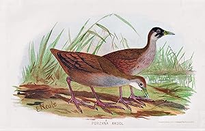 Seller image for "Porzana Akool" - Brown crake Zapornia akool / V�gel Vogel birds bird for sale by Antiquariat Steffen V�lkel GmbH