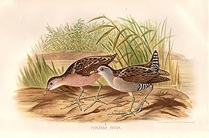 Seller image for "Porzana parva" - Kleinsumpfhuhn Little crake / V�gel Vogel birds bird for sale by Antiquariat Steffen V�lkel GmbH