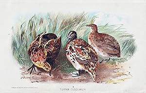 Immagine del venditore per "Turnix Dussumieri" - Small Buttonquail Laufh�hnchen / V�gel Vogel birds bird venduto da Antiquariat Steffen V�lkel GmbH
