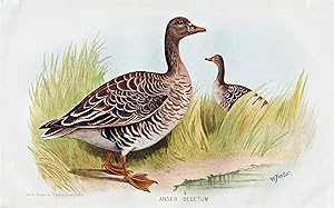 Seller image for "Anser segetum" - Saatgans Gans G�nse Bean goose geese / V�gel Vogel birds bird for sale by Antiquariat Steffen V�lkel GmbH
