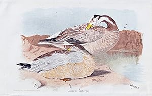 Seller image for "Anser indicus" - Streifengans Indische Gans Bar-headed goose geese / V�gel Vogel birds bird for sale by Antiquariat Steffen V�lkel GmbH