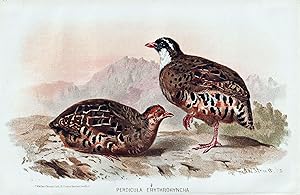 Immagine del venditore per "Perdicula erythrohyncha" - Painted bush quail Wachtel / V�gel Vogel birds bird venduto da Antiquariat Steffen V�lkel GmbH