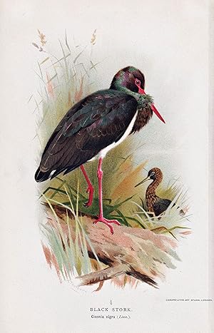 Seller image for "Black Stork" - Schwarzstorch / V�gel Vogel birds bird for sale by Antiquariat Steffen V�lkel GmbH
