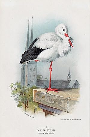 Seller image for "White Stork" - Wei�storch / V�gel Vogel birds bird for sale by Antiquariat Steffen V�lkel GmbH