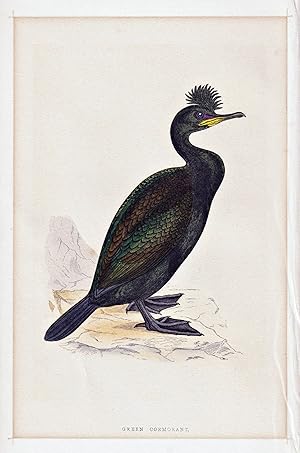 Seller image for "Green cormorant" - European shag Kr�henscharbe / V�gel Vogel bird birds oiseaux oiseau for sale by Antiquariat Steffen V�lkel GmbH