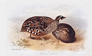 Immagine del venditore per "Perdicula Blewitti" - Northern Painted Bush Quail Wachtel / V�gel Vogel birds bird venduto da Antiquariat Steffen V�lkel GmbH