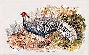 Immagine del venditore per "Euplocamus Andersoni" - Anderson's Pheasant Fasan / V�gel Vogel birds bird venduto da Antiquariat Steffen V�lkel GmbH